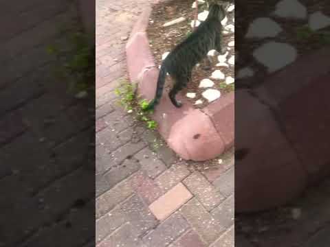 Cats can be