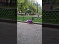 Поросёночек гуляет рядом с Патриаршем прудом в Москве