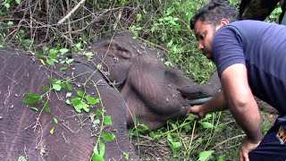 The elephant with a palm fruit stuck in the throat. |Amazing animal saves