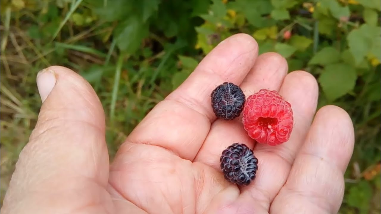 Почему кумберленд малина, а не ежевика и не ежемалина - YouTube