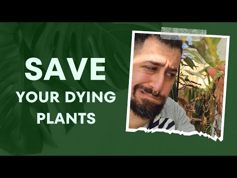 Video: Ladění pokojových rostlin na podzim: Odstraňování chyb na venkovních pokojových rostlinách