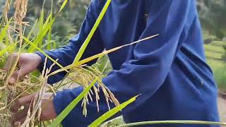 Suami pulang Dri Kota Ikut Ke Sawah Ngunduh Manuk