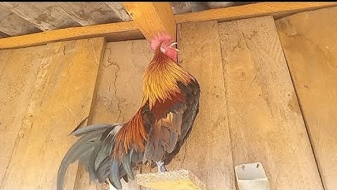 ขมไก่ต่อขนมวน Saib tu me nyuam lau qaib dib qua seb pua muaj neeg nyiam nug tau#95615812