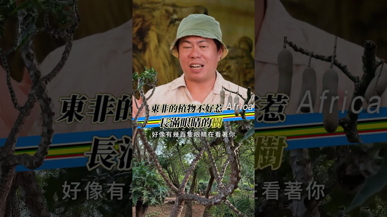 草原上沒有弱者!長滿鐵釘的樹、詭異「百眼樹」,揭開非洲植物的殘酷生存戰場 縮圖