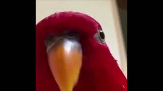 Red Bird Laughing Meme Dangerous