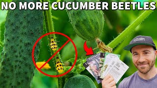 How To Guarantee CUCUMBER Plants Never Get CUCUMBER BEETLES!