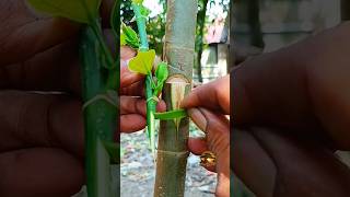 unique grafting technique 😊 🌳#grafting #fblifestyle #gardening #craft #diy