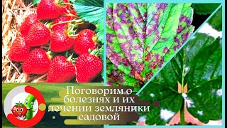 Наболевшая тема о болезни клубники/земляники садовой