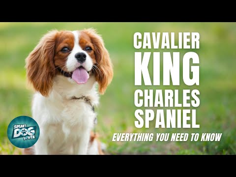 Video: 5 lời khuyên để ngăn chặn vua Cavalier của bạn Charles Spaniel kéo dây xích