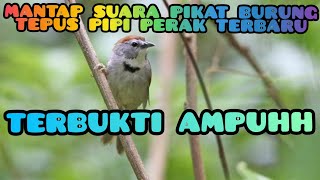 suara pikat terbaru  burung tepus pipi perak