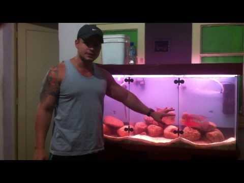 Procedure To Breed Flower Horn Fish In Aquarium HD Doovi Procedure To Breed Flower Horn Fish In Aquarium HD Doovi