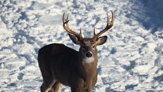 Randy Finds Vincent’s Antler by Brownville's Food Pantry For Deer 21,719 views 3 months ago 3 minutes, 10 seconds