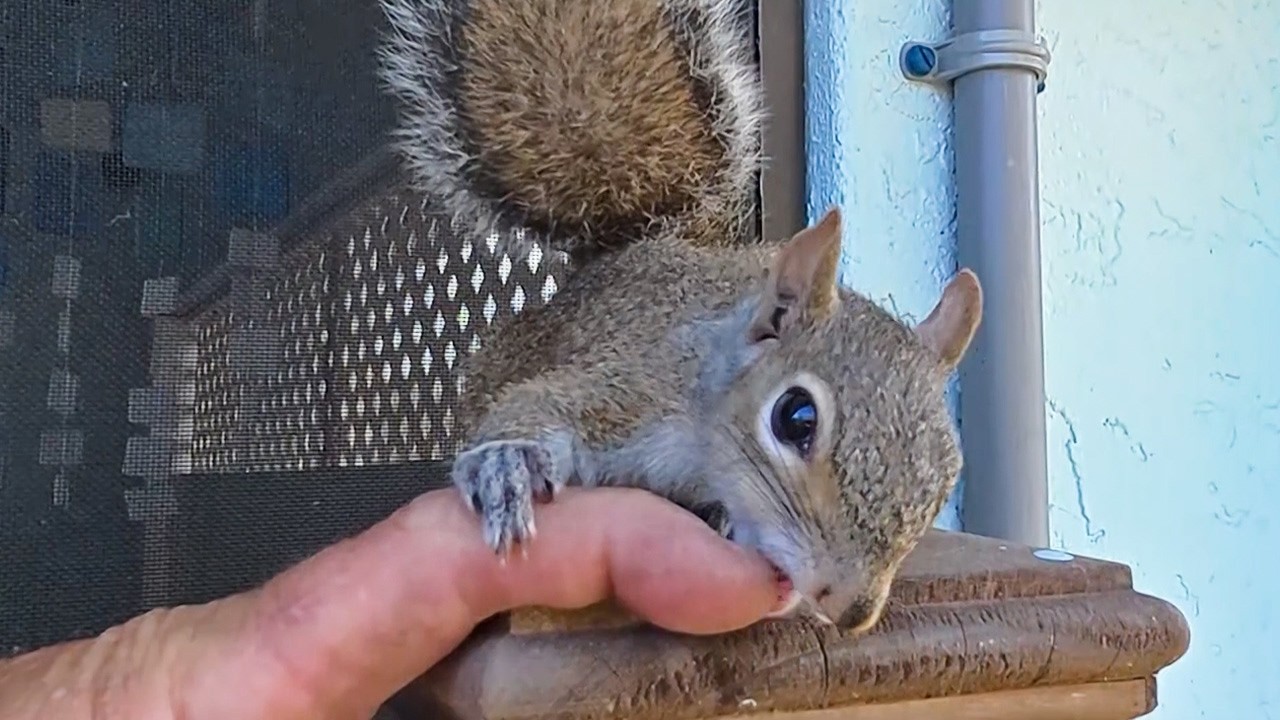 A woman saves a dying baby squirrel. After it grows up and is set