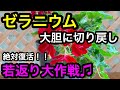 『ゼラニウム』切り戻し!若返らせて元気にします❗️