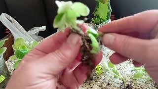 видео: Детки фиалок от листа Часть3🌹🌹🌹 картинка: Детки фиалок от листа Часть3🌹🌹🌹