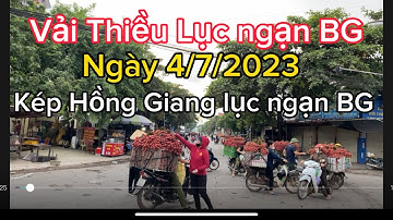 Vải Thiều Lục ngạn Bắc Giang cập Nhật giá ngày 4/7/2023 tại kép Hồng Giang lục ngạn Bắc Giang