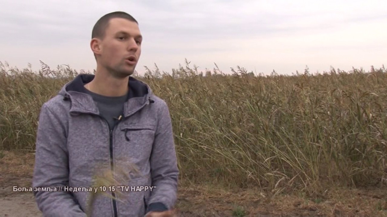 FANTASTICNO ! - Silaza od sirka -  besplatna hrana za stoku -  i zato se isplati tov HF junadi