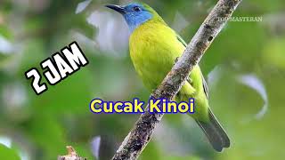 pancingan burung cucak Kinoi gacor mix suara gemericik air mengalir | masteran burung kecil