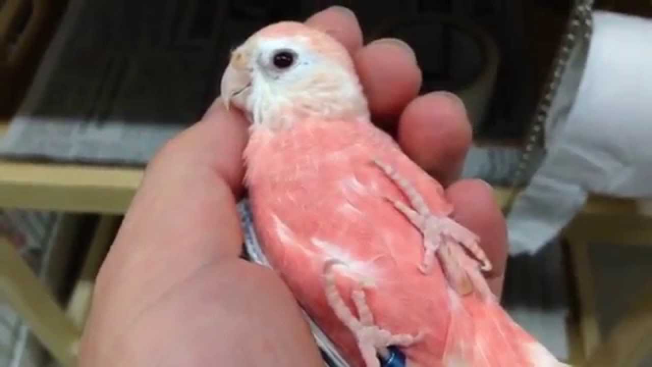 アキクサインコ ピンクファロー Bourke S Parakeet Opaline Fallow インコ専門店ペありー Youtube