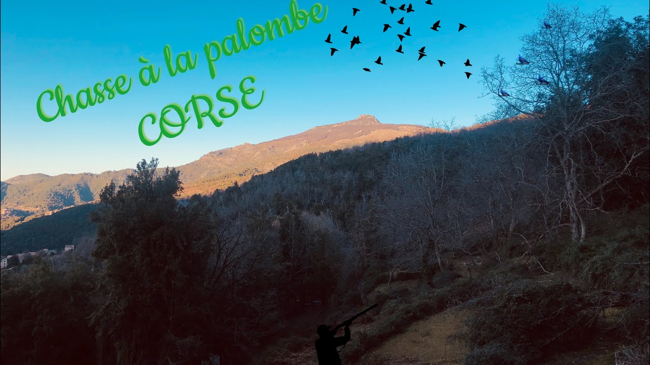 Chasse aux pigeons en Corse 2019 - YouTube