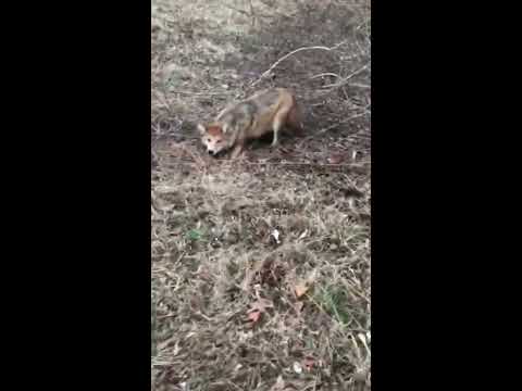 Coyote in cable restraint. Helping farmer protect his livestock. #