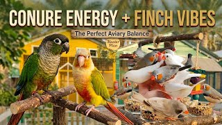 A Day with Adorable Conures and Finches 🥰🐦#conure #finches #shorts