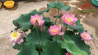 Let's plant a lotus pot together | grow lotus at home