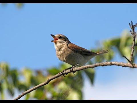 Bird Sounds And Dogs Barking In The City Early In The Morning Sound Effect Bird Sounds And Dogs Barking In The City Early In The Morning Sound Effect