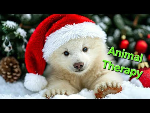 В ГОСТЯХ У БЕЛОГО МЕДВЕДЯ #animals #nature #love #bear #christmas #животные #природа #любовь #зима