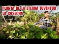 PLANTA DE LA ETERNA JUVENTUD SU COSECHA BENEFICIOS Y CURIOSIDADES