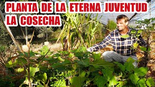 PLANTA DE LA ETERNA JUVENTUD SU COSECHA BENEFICIOS Y CURIOSIDADES