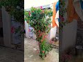 vaishno mata bhajan #shorts#short #P.S9Raund2#p