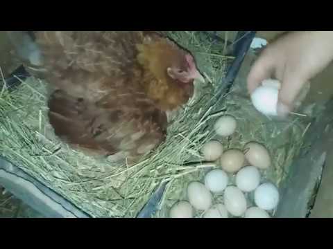 Какие яйца под наседку. Наседка курица высиживает яйца. Наседка на яйцах. Яйцо под квочкой. Подкладывают яйца под кур наседок.