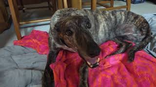 Greyhound is a happy girl