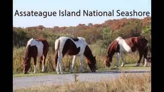 Assateague Island Wild Horses, Painting and Photography