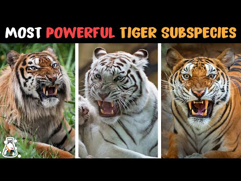 Videó: Malayai tigris: leírás, fotó