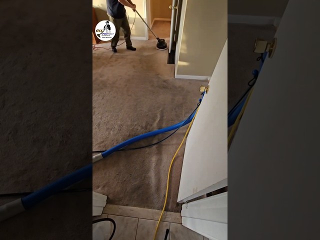 Primetime enzyme. Filthy carpet cleaning