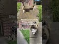 Happy Friday #cute #animals #morning routine#cat #pets # #catlovers  #shorts  #petslovers  #morning
