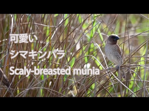 【可愛い】シマキンパラ Scaly-breasted munia