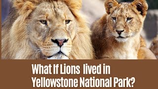 What If Lions Were Introduced to Yellowstone National Park?