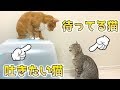 吐きたい猫と、吐いた物まで食べたくて追い回す食いしん坊な猫の攻防