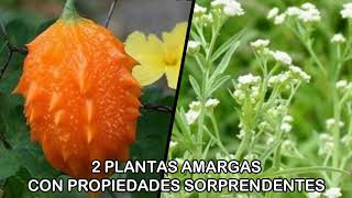 2 PLANTAS AMARGAS CON PROPIEDADES SORPRENDENTES