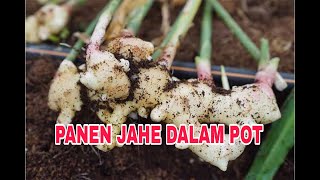 PANEN JAHE DALAM POT || TANI KLATEN