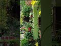 #beautiful garden