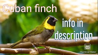 My lovely pair of CUBAN FINCH / Tiaris Canorus ( informations in description ⬇️ )