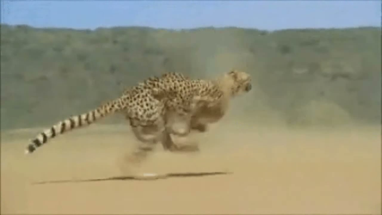 Cheetah Speed 80 -130 Km/h - Fastest - YouTube