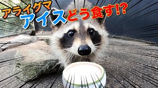 賢いアライグマの、凍ったスイカの食べ方