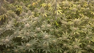 Beginners grow Journal seed to harvest update 4x4 week 7