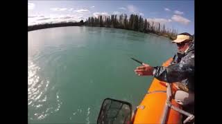 Kenai River Rainbow