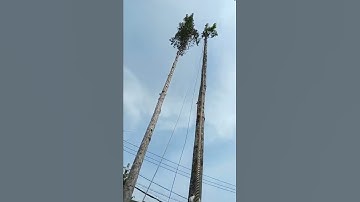 Di dời, bứng gốc cây xanh. Chặt nhánh, đốn hạ cắt tỉa cây xanh cho công ty, trường học, cơ quan